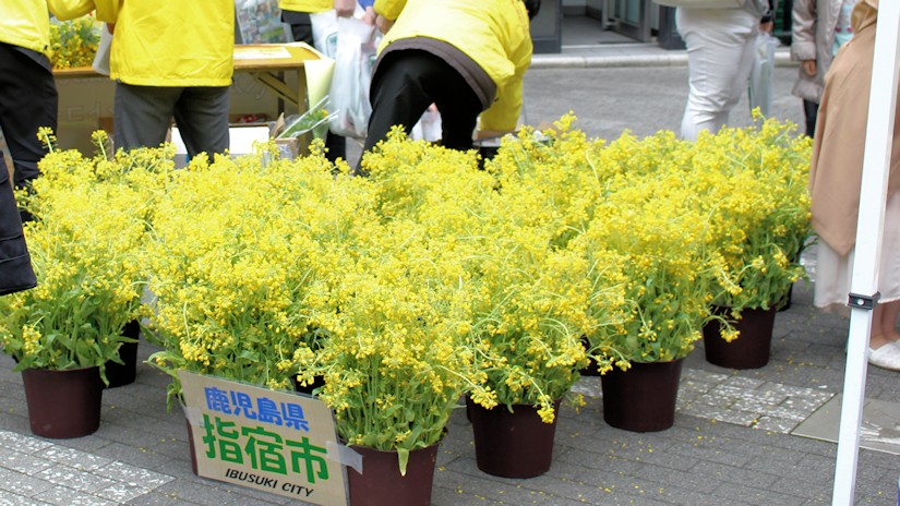 指宿の菜の花（日比谷シャンテ）