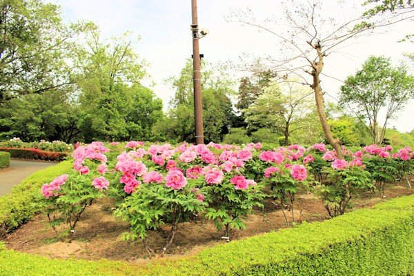 東松山ぼたん園（埼玉県東松山市大字大谷）