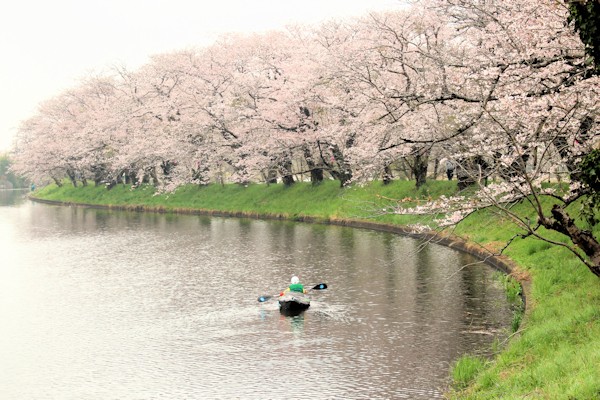 小貝川の福岡堰桜並木（つくばみらい市）