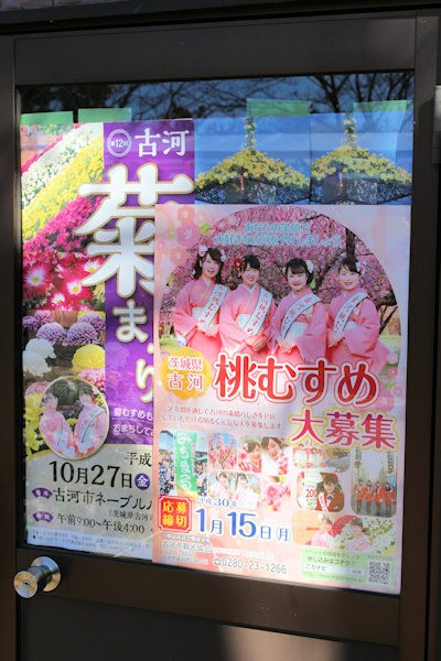 古河菊まつり開催と桃むすめ募集のポスター（古河市ネーブルパーク）