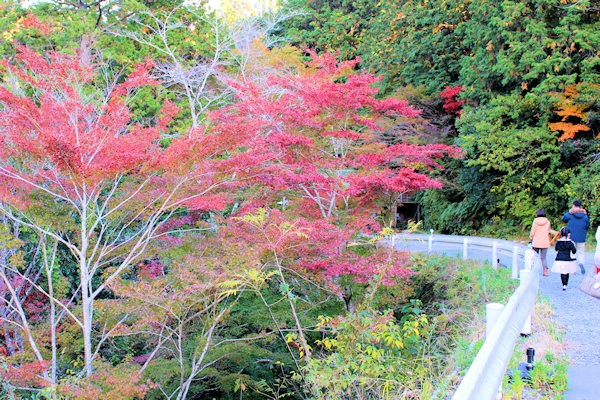 紅葉の時期の小国神社周辺（静岡県森町）