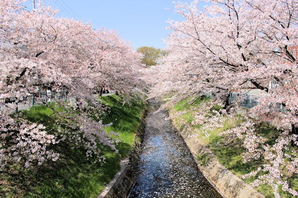 上唐沢川の桜並木（JR深谷駅南口付近）