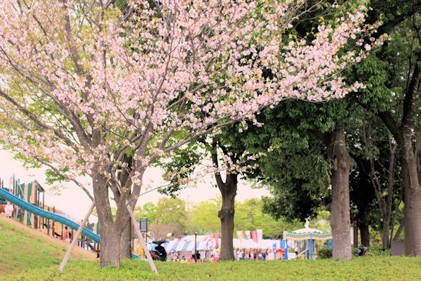 桜まつり（龍ケ崎市）の様子