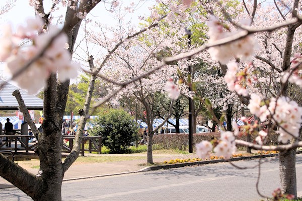 2019桜まつりの様子（龍ケ崎市）