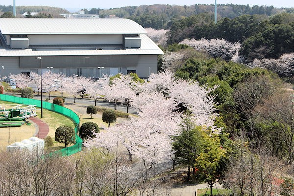 龍ケ崎市総合体育館と桜並木