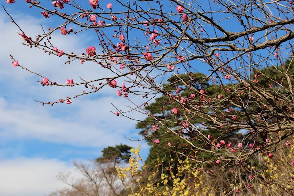 熱海梅園の開花の様子（2020年1月12日時点）