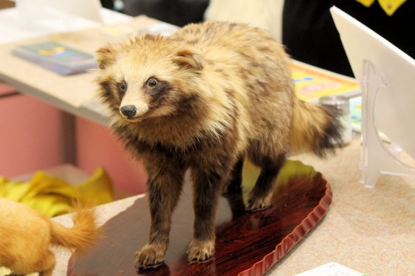 茨城県産のタヌキ（イオンモール北戸田「めぐる､つながる､花のいばらき」にて展示 所蔵=茨城県自然博物館）