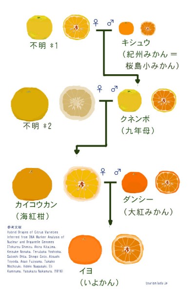 イヨカンの系統図（参考文献：「Hybrid Origins of Citrus Varieties Inferred from DNA Marker Analysis of Nuclear and Organelle Genomes」