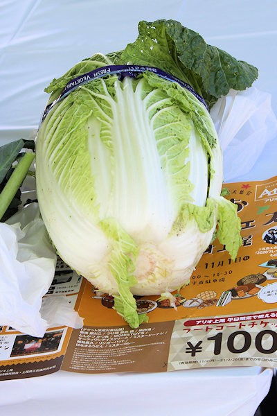 あげお秋の食フェスで購入した白菜（なんと100円税込 大都会のスーパーマーケットでは、1/4切れで90円はする）