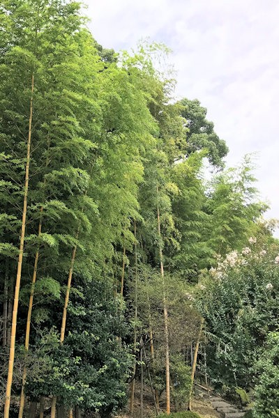 竹採公園（静岡県富士市）