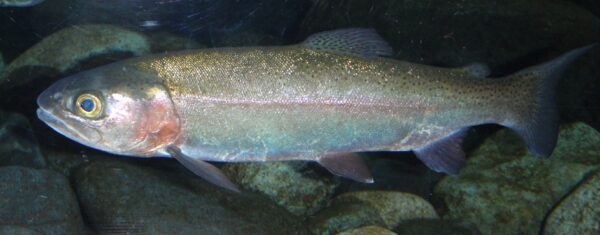 ニジマス（Oncorhynchus mykiss / Rainbow Trout ）相模川ふれあい科学館「アクアリウムさがみはら」の展示水槽より